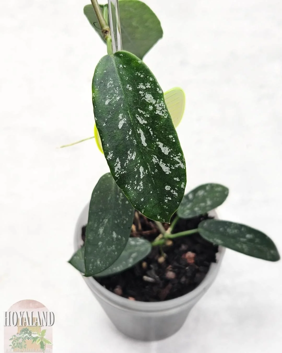 レアなHOYA biruensis Hoya Biruensis. 